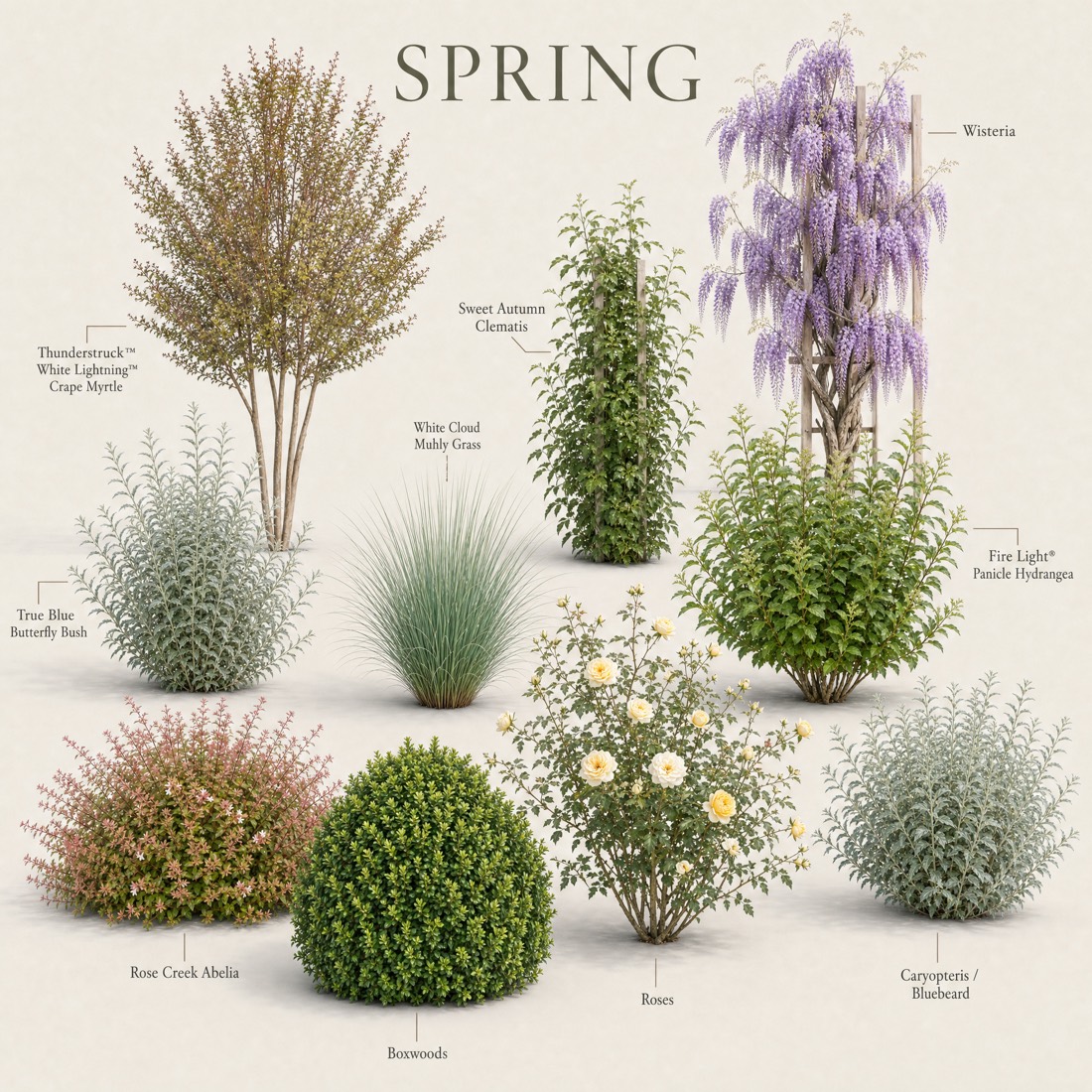 Every plant in the garden shown in its spring form