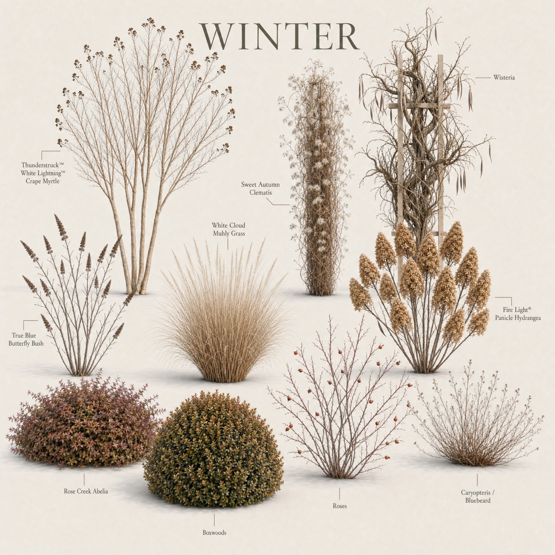 Every plant in the garden shown in its winter form